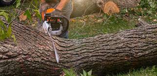 How Our Tree Care Process Works  in  Pleasantville, NY